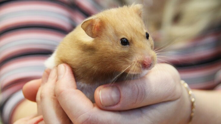 ������ ������ ������� ��������� ����� � �������� �������� "�������"