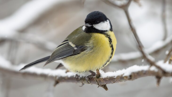 ��������� ����������, ����� ����� �������� ����� �����