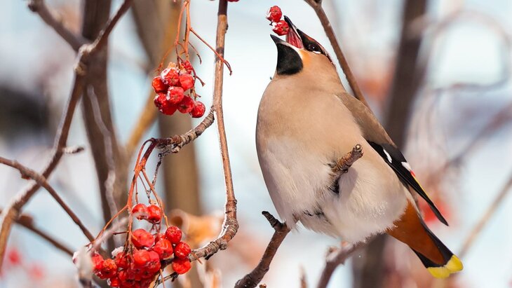 �������� "�������" ��������� ����������� ����� ����� ���� ��������������