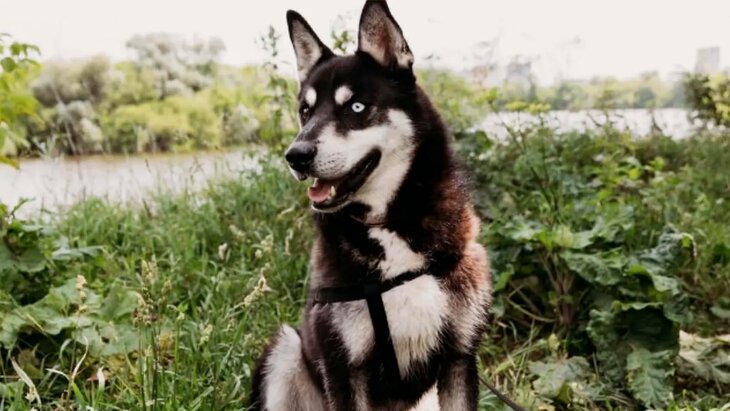 "����������" ���������� �������� ����� �������� � ������������� �������