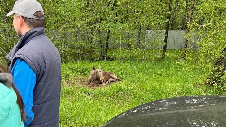 Сбитый машиной лось сутки лежал без помощи на обочине в Подмосковье