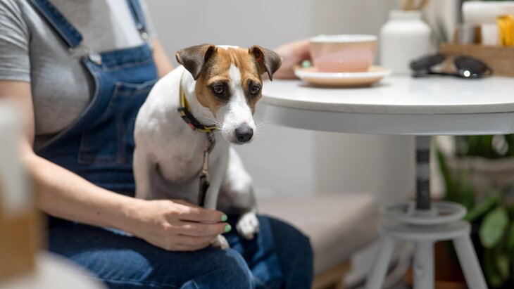 ��������� ���� "���� �����" ������� pet-friendly ����� ������ � ������� � ����������