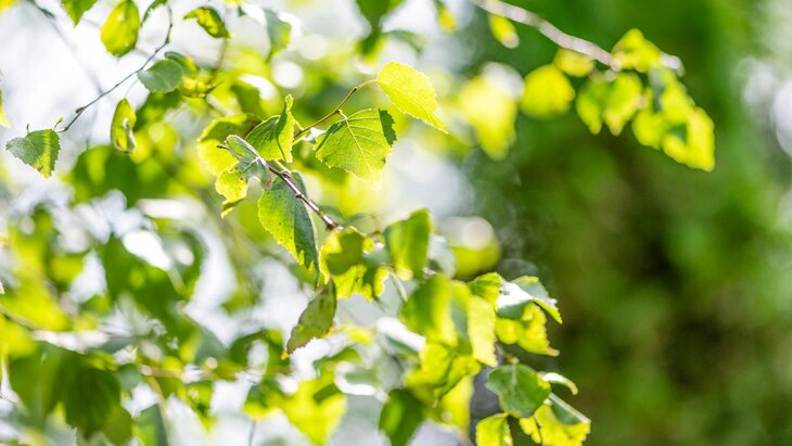 ���� ������ ������ �� ����������� ������� ������ �������� �� ������ ������