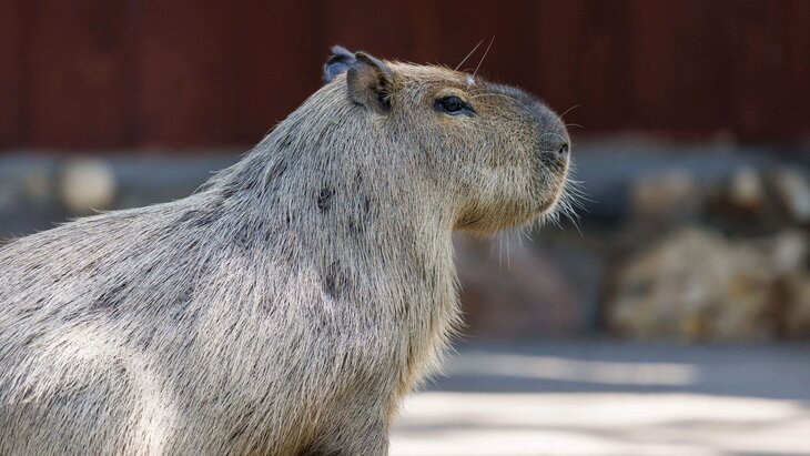 "�����" ������������ ������� �������� ������� � ������ ����� ����� �����������