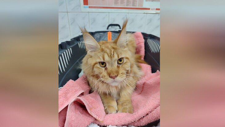 ���������� ���������� ������ ������������� ����� ���������� ������� ����-����