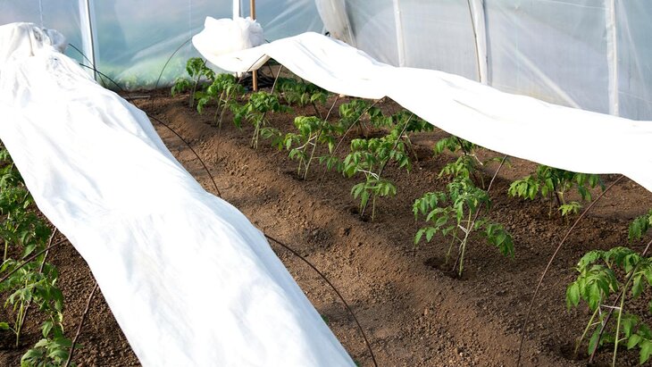 ����� ��������, ����� ������������ �� ���������� �������