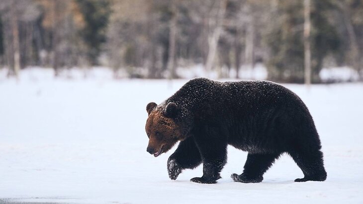 ������� ���������, ������ �������� �� ������ ���� � ������