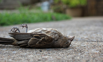 Жителей Тушина беспокоят мёртвые птицы на улице