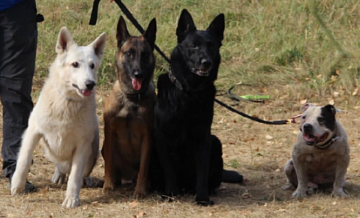 Служебные собаки из Строгина показали «мастер-класс»