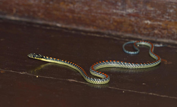 В квартире в районе Строгино нашли экзотическую змею