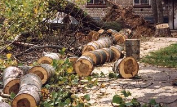 65 сухих деревьев вырубили в Дмитровском районе
