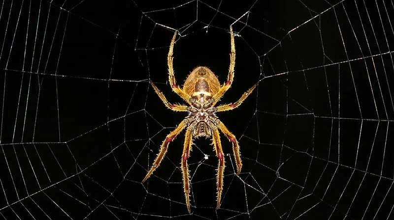 Список самых опасных и ядовитых пауков Земли 🕷️